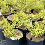Zlatý dážď (Forsythia intermedia) ´MAREÉ D´OR´® - výška 15-25 cm,  ⌀ 30-40 cm, kont. C5L